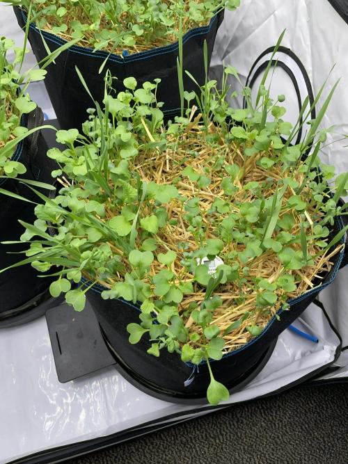 Cap Junky. Week 3 - Plenty of cover crop