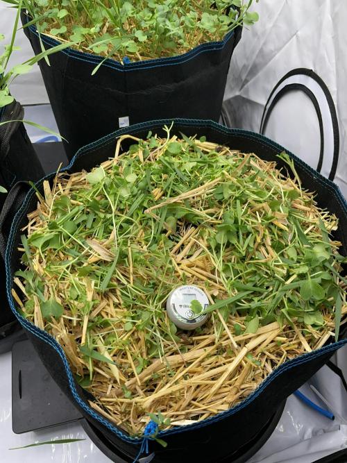 Cap Junky. Week 3 - All chopped down
