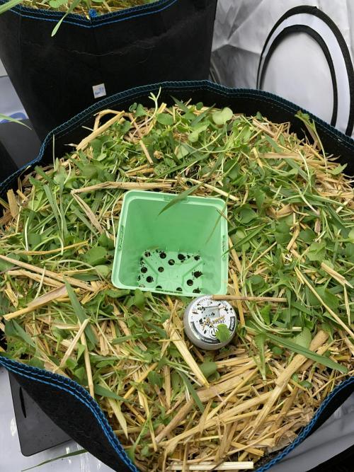 Cap Junky. Week 3 - Adding an empty pot to make the transplant easier