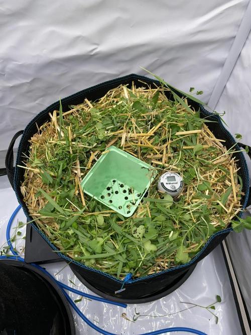 Cap Junky. Week 3 - Adding an empty pot to make the transplant easier