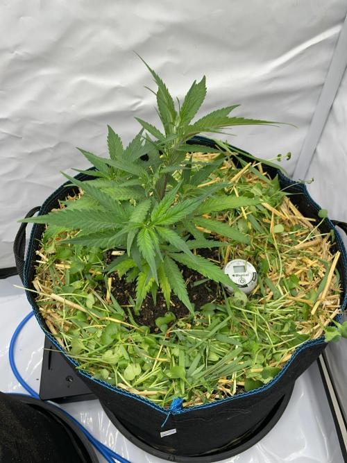 Cap Junky. Week 3 - CJ #1