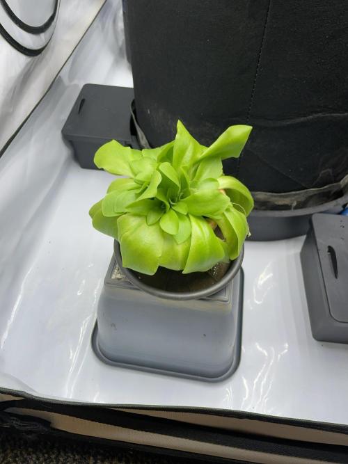 Cap Junky. Week 3 - My gnat eating plant