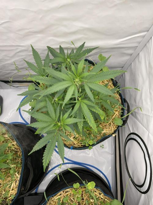Cap Junky. Week 4 - CJ #1