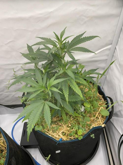 Cap Junky. Week 4 - CJ #1