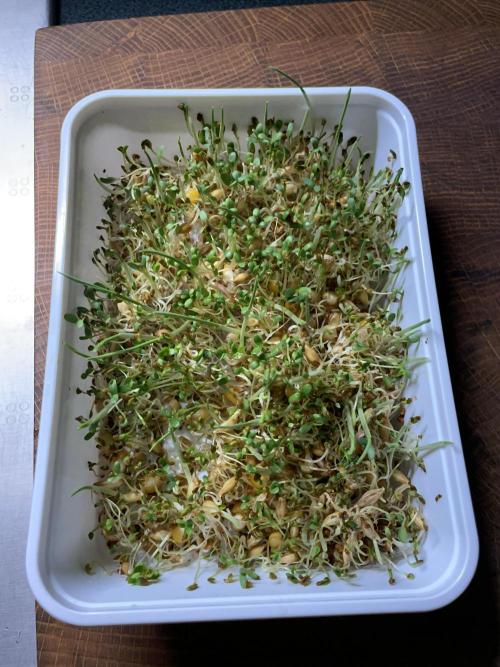 Cap Junky. Week 7 - Sprouting alfalfa, barley, and corn