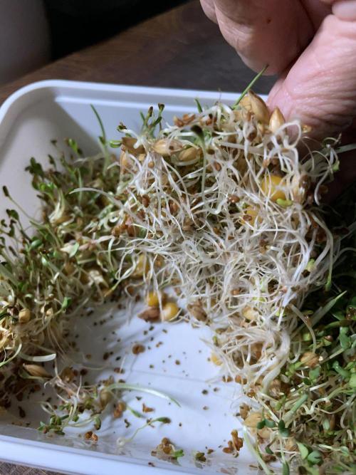Cap Junky. Week 7 - Lots of sprouts