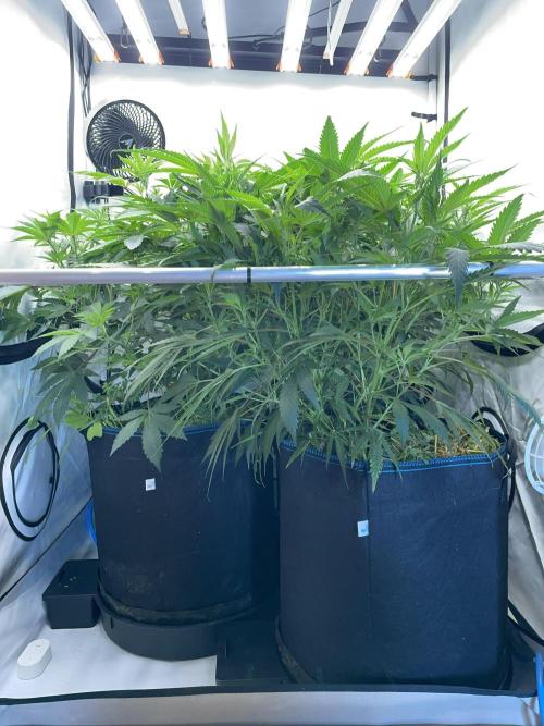 Cap Junky. Week 7 - Needs cleaning