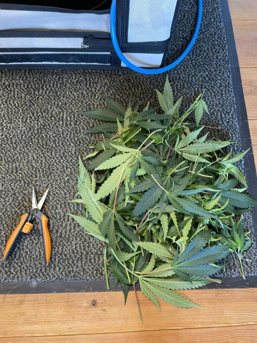 Cap Junky. Week 7 - Cleaned the lower canopy