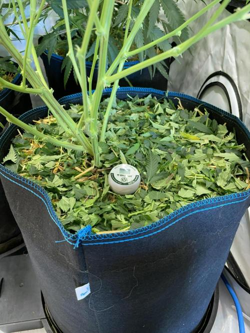 Cap Junky. Week 7 - Adding back what was removed