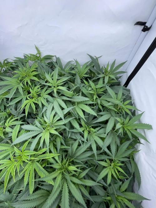 Cap Junky. Week 8 - CJ #1