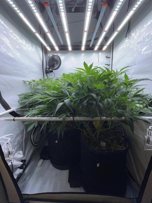 Cap Junky. Week 8