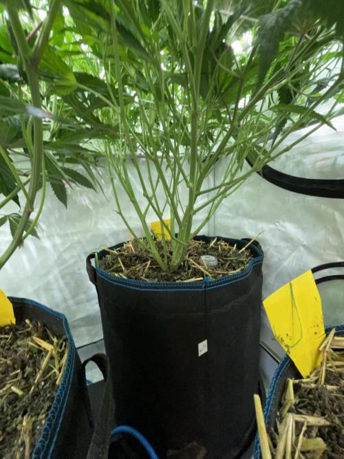 Cap Junky. Week 8 - Added topdress