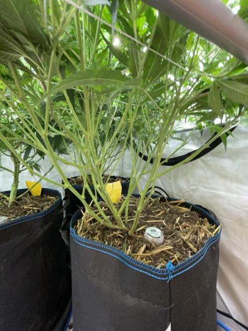 Cap Junky. Week 8 - Added topdress