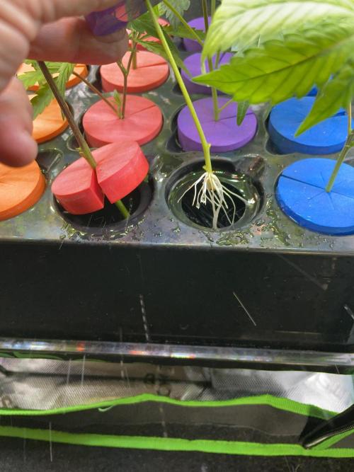 Cap Junky. Week 9 - Roots!