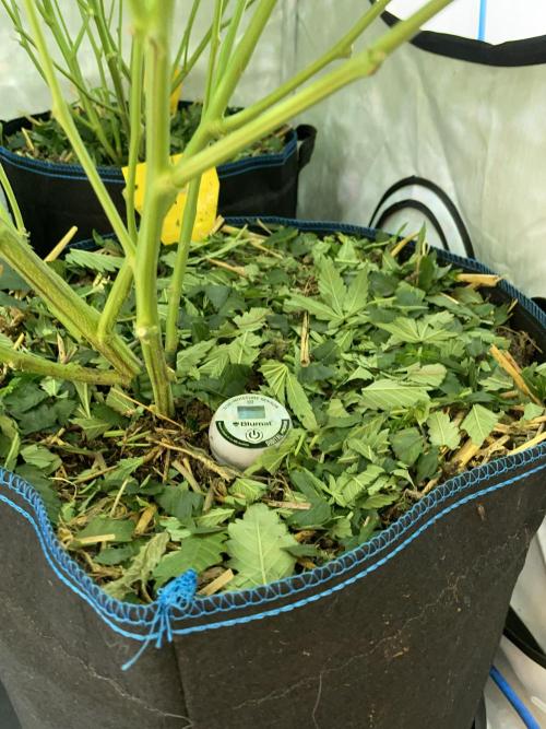 Cap Junky. Week 9 - Added on top of the CJ #2 pot
