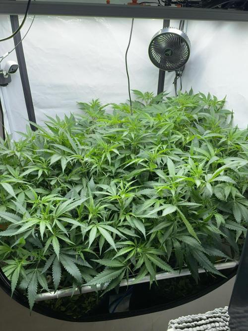 Cap Junky. Week 9 - CJ front
