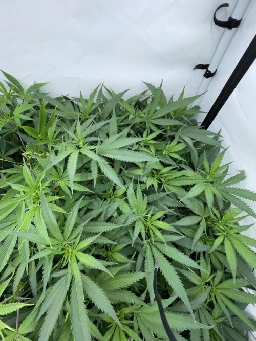 Cap Junky. Week 9 - CJ #1