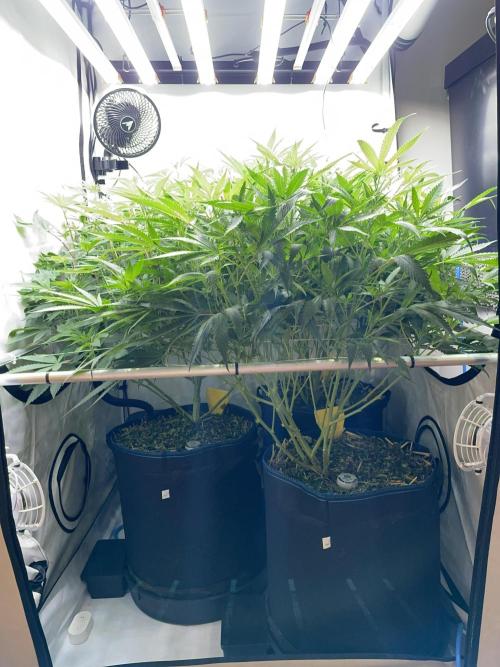 Cap Junky. Week 9