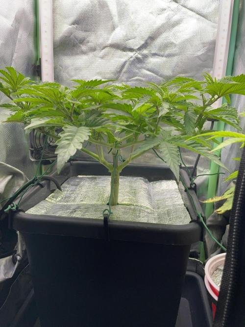Sticky Broccoli. Week 7 - D47.