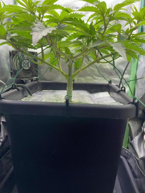 Sticky Broccoli. Week 7 - D47.