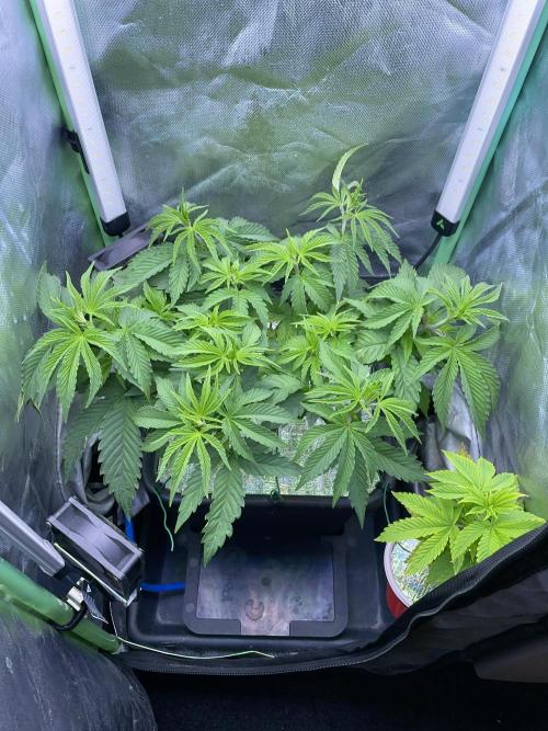 Sticky Broccoli. Week 7 - D49.