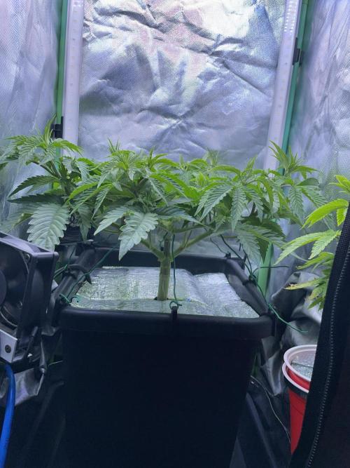 Sticky Broccoli. Week 7 - D49.