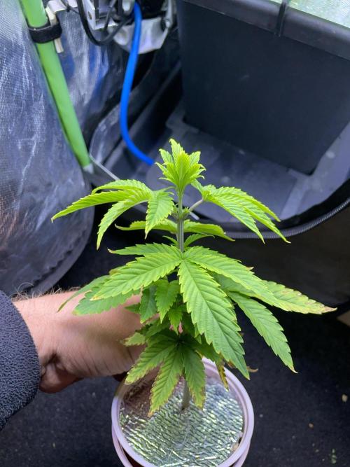 Sticky Broccoli. Week 7 - D49.