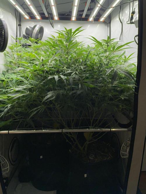 Cap Junky. Week 11