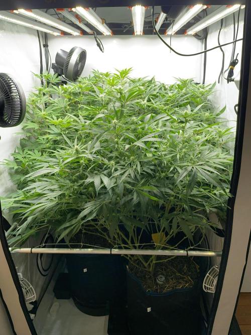 Cap Junky. Week 11