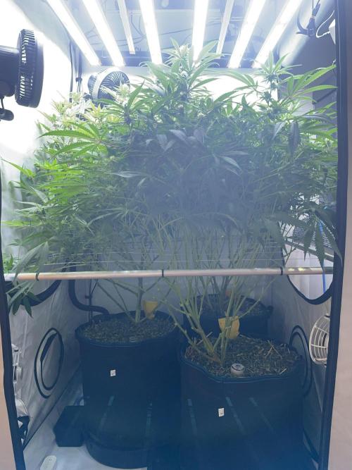 Cap Junky. Week 11