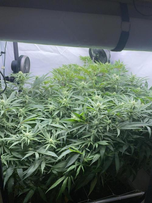 Plumz. Week 11 - Plumz in the back