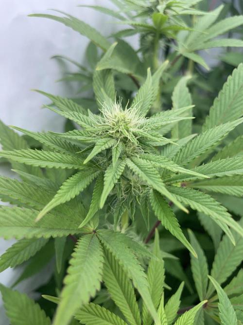 Plumz. Week 11