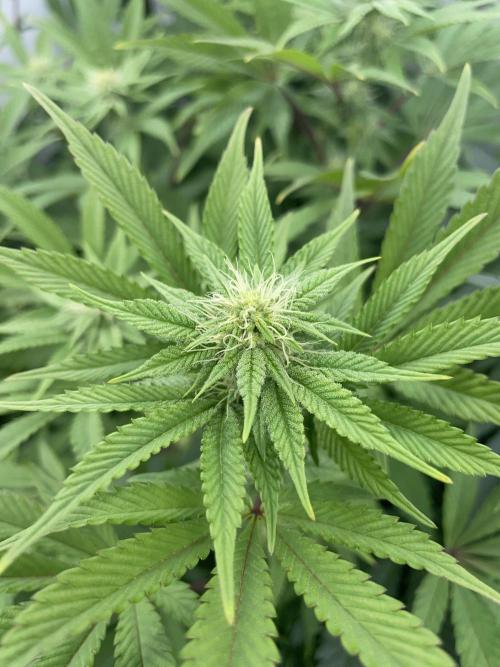 Plumz. Week 11