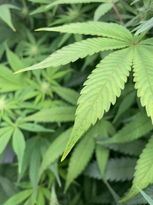 Plumz. Week 11 - Light-colored leaves with slight chlorosis 