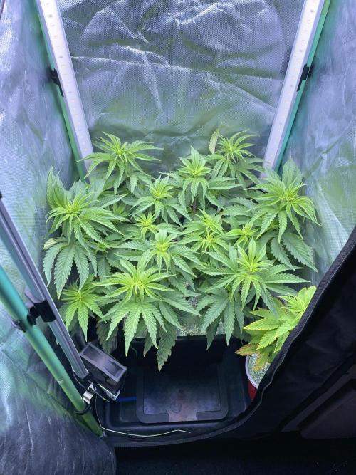 Sticky Broccoli. Week 8 - F7.