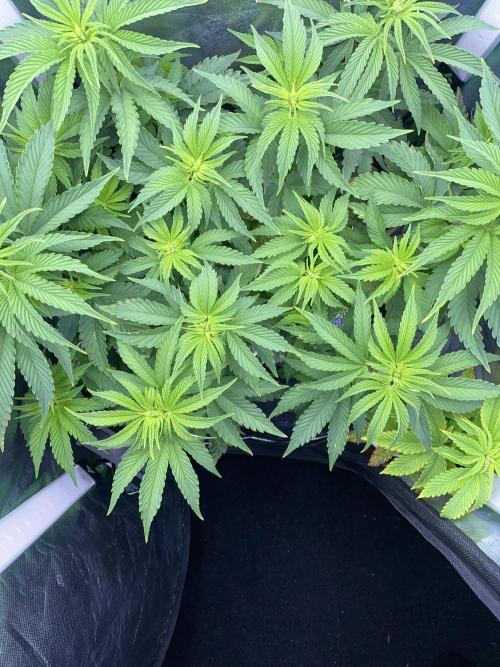 Sticky Broccoli. Week 8 - F7.