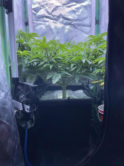 Sticky Broccoli. Week 8 - F7.