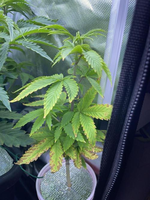 Sticky Broccoli. Week 8 - F7.