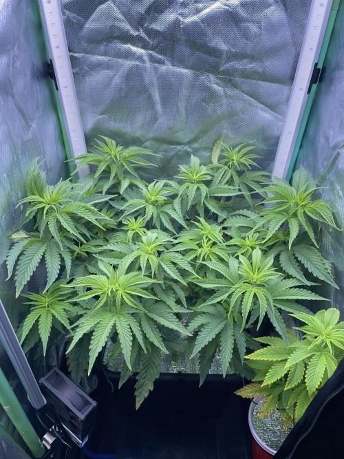 Sticky Broccoli. Week 8 - F7.