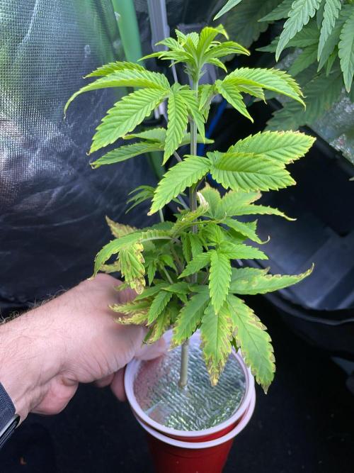 Sticky Broccoli. Week 8 - F7.