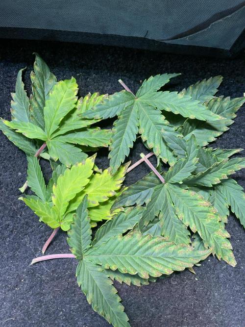 Sticky Broccoli. Week 9 - F14. The removed leaves