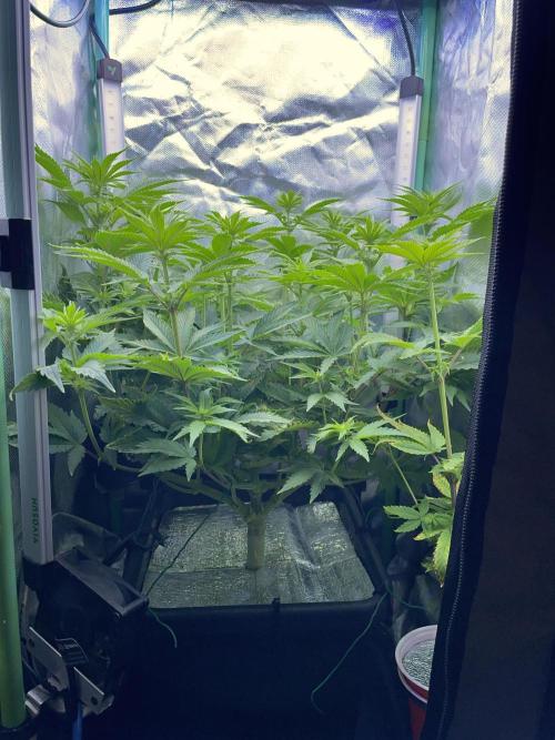 Sticky Broccoli. Week 9 - F14.