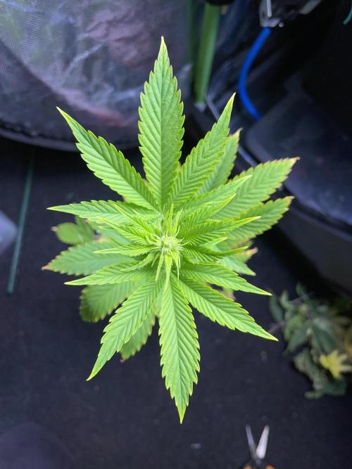 Sticky Broccoli. Week 9 - F14. #2
