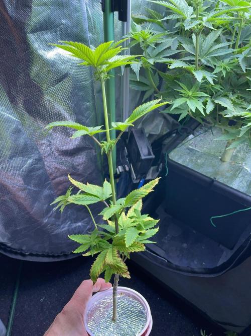 Sticky Broccoli. Week 9 - F14. #2