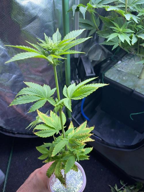 Sticky Broccoli. Week 9 - F14. #2
