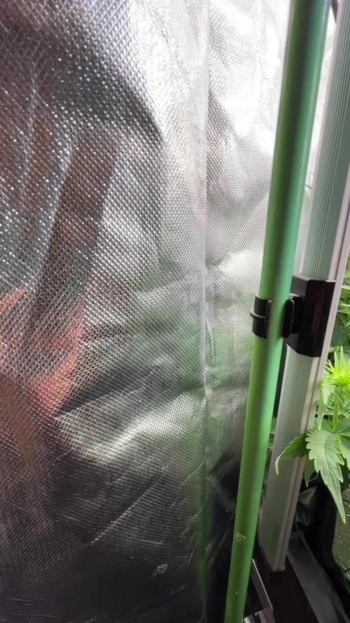 Sticky Broccoli