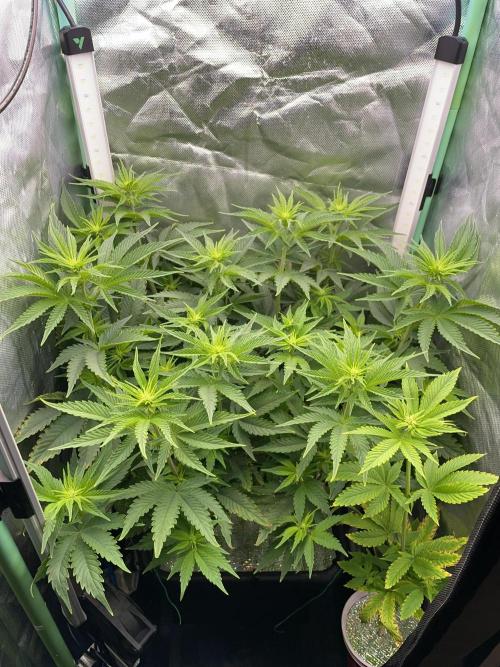 Sticky Broccoli. Week 9 - F14.