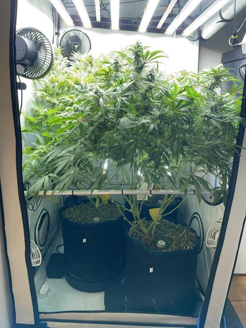 Cap Junky. Week 13