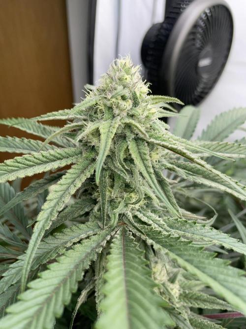 Cap Junky. Week 13 - CJ #2