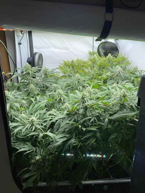 Plumz. Week 13